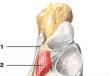 Мышцы стопы Функциональность мышечных волокон