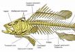 Класс рыбы. Отряд костные рыбы. Отряды: осетрообразные, сельдеобразные, лососеобразные, карпообразные, окунеобразные Отряды хрящевых рыб таблица