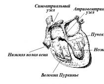 Особенности сердечной мышцы Скорость сокращения сердечной мышцы