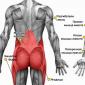 Что такое мышцы кора, где находятся и за что отвечают?