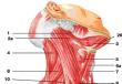 Анатомия мышц шеи и головы человека: строение и функции
