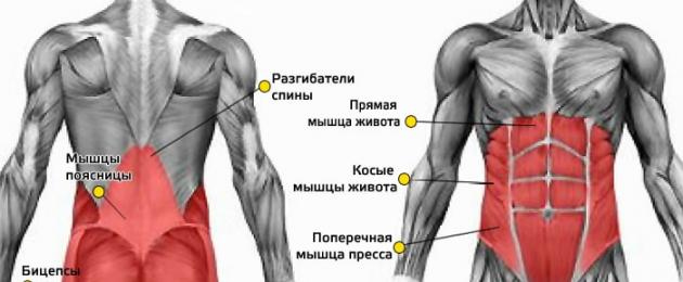 Упражнения для развития мышц кора. Что такое мышцы кора, где находятся и за что отвечают? Упражнение «походка фермера»