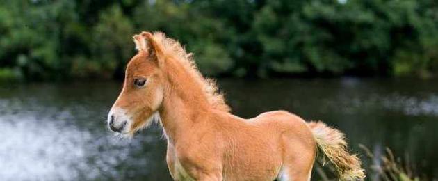 Как называются лошади миниатюрных пород. Самые маленькие породы лошадей