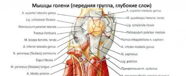 Передняя группа мышц голени функции. Мышцы голени, их расположение, функции и строение