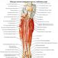 Мышцы голени, их расположение, функции и строение