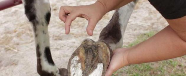 Анатомическое строение пальца лошади. Встречаются ли трехпалые лошади? Сколько пальцев у современных лошадей