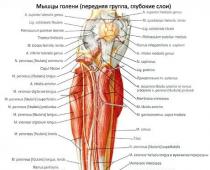 Мышцы голени, их расположение, функции и строение